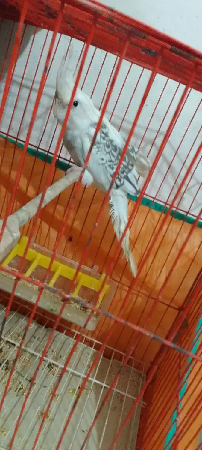 فروش عروس هلندی سفید|پرنده|آمل, |دیوار