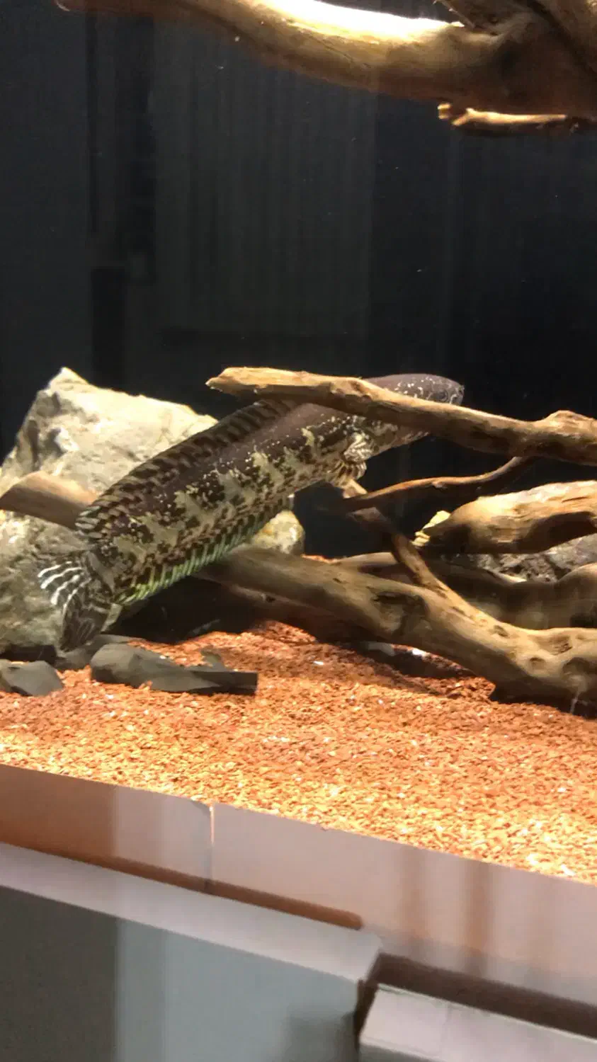 ماهی چانا گلدن کبری|ماهی|لاهیجان, کوی خزر|دیوار