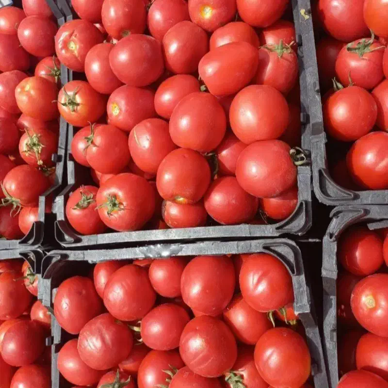 گوجه ربی|خوردنی و آشامیدنی|خنجین, |دیوار