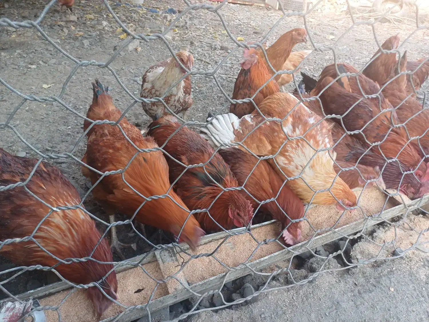 خروس محلی|حیوانات مزرعه|مشهد, ویلاشهر|دیوار