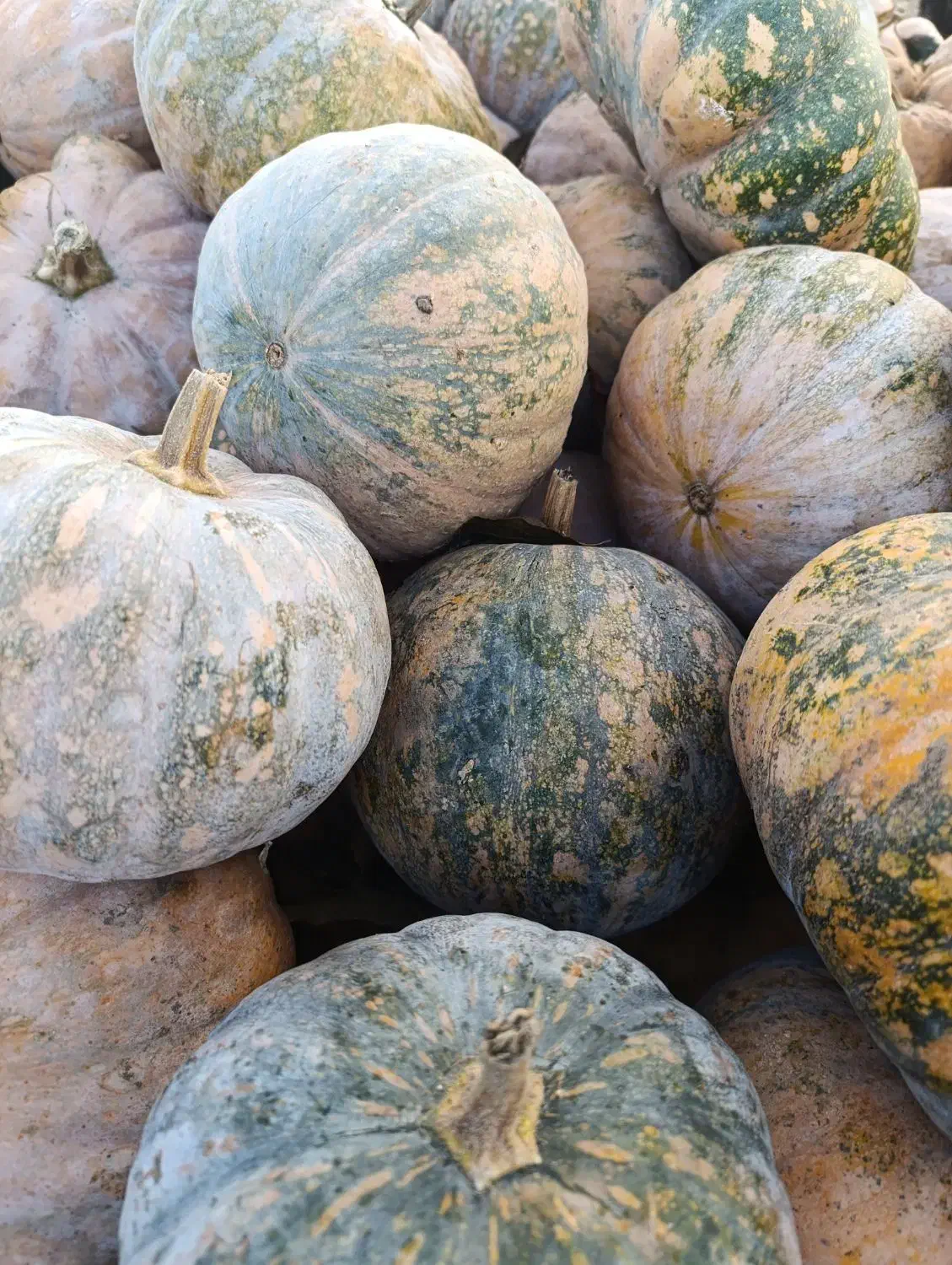 کویی محلی کیلویی 20تومن|خوردنی و آشامیدنی|بندر انزلی, چهارفریضه|دیوار