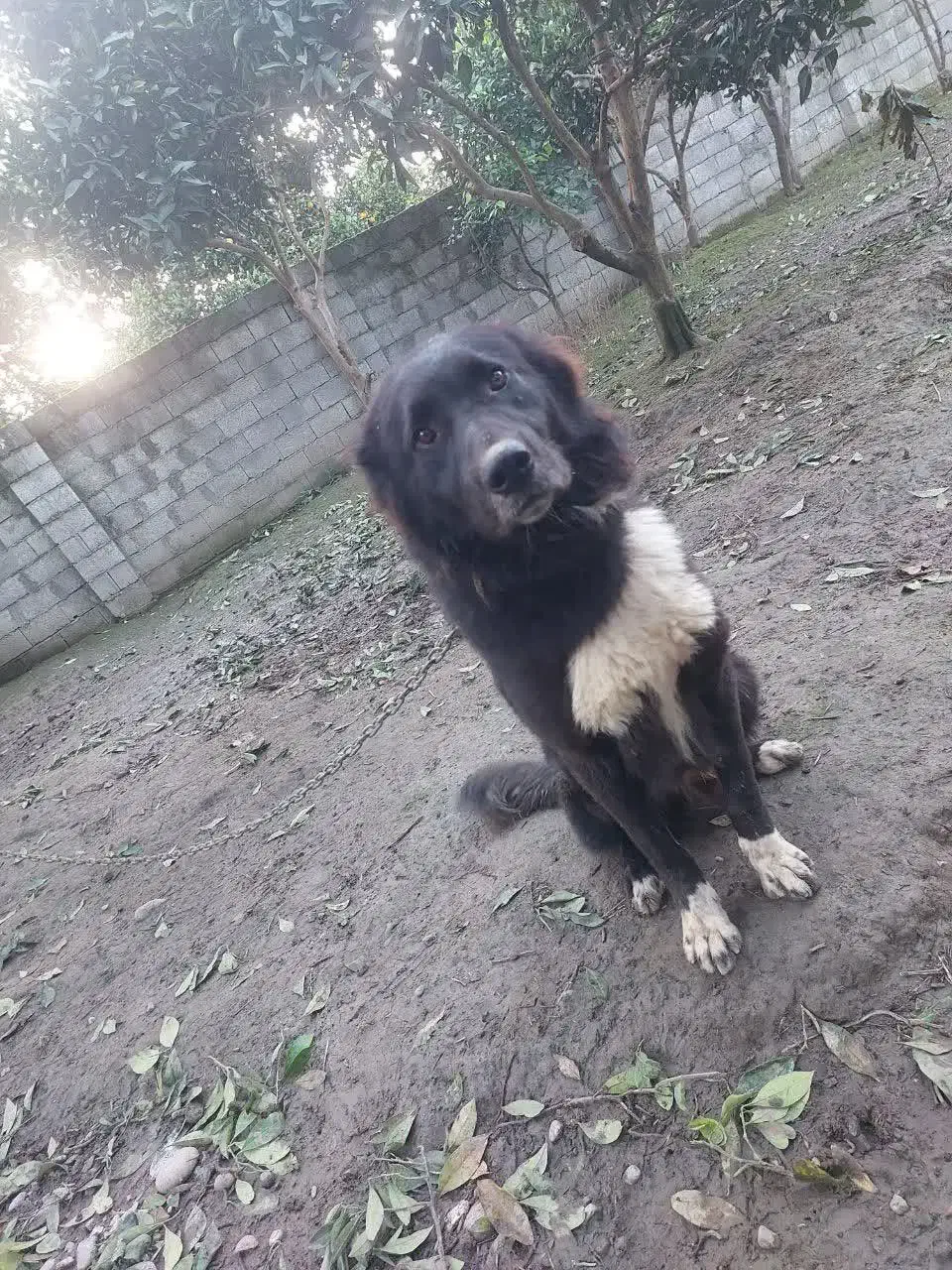 سگ قدر جانی و سگ ژرمن جفت نر|سگ|خرمآباد (تنکابن), |دیوار