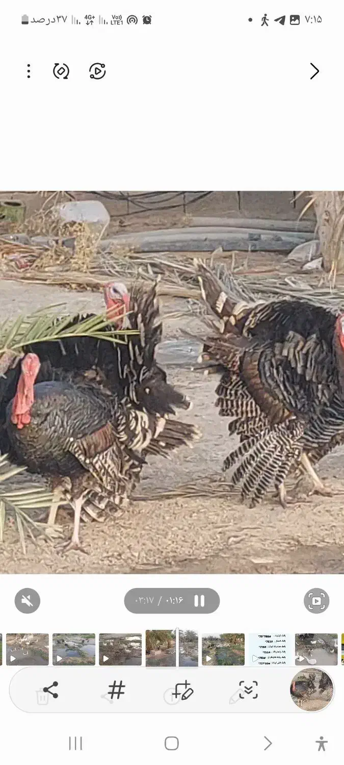 فروش بوقلمون نر|حیوانات مزرعه|ایرانشهر, |دیوار