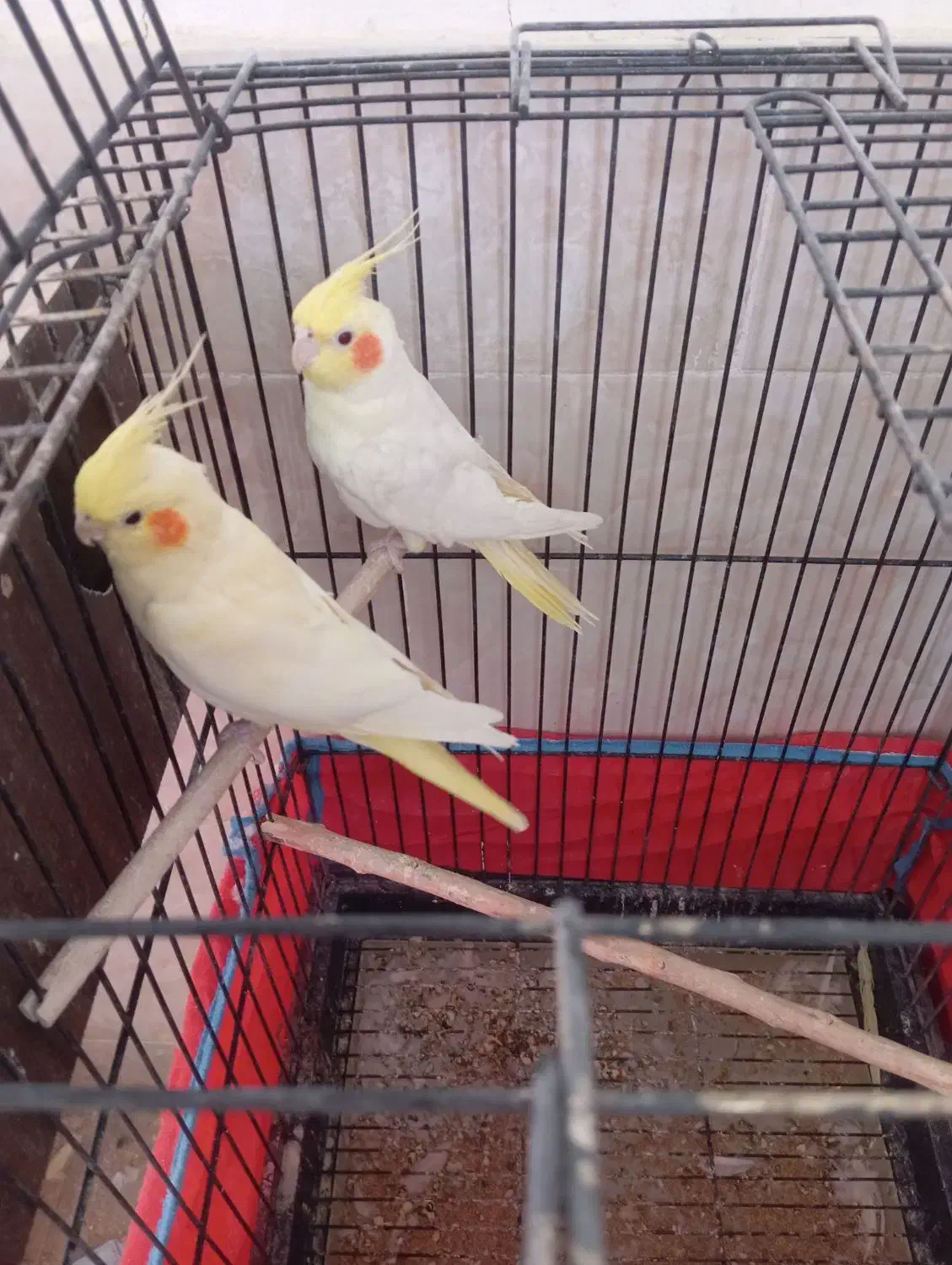 عروس هلندی مولد|پرنده|اصفهان, شاهد|دیوار