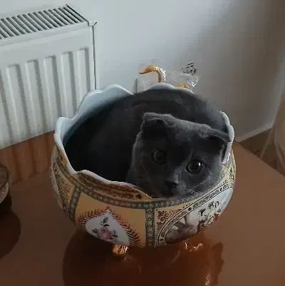 گربه اسکاتیش اصیل|گربه|تهران, شهرک بعثت|دیوار