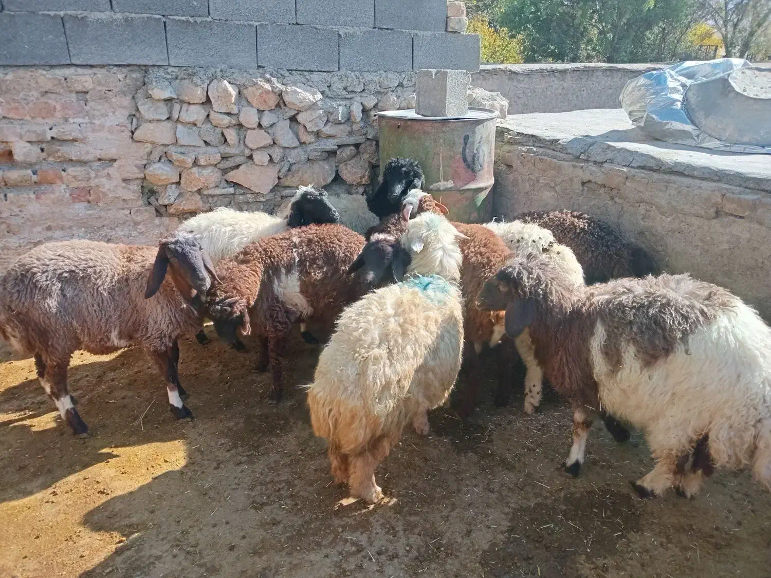 بره سالم ۵تا ماده ۵تانر|حیوانات مزرعه|بیلوار, |دیوار