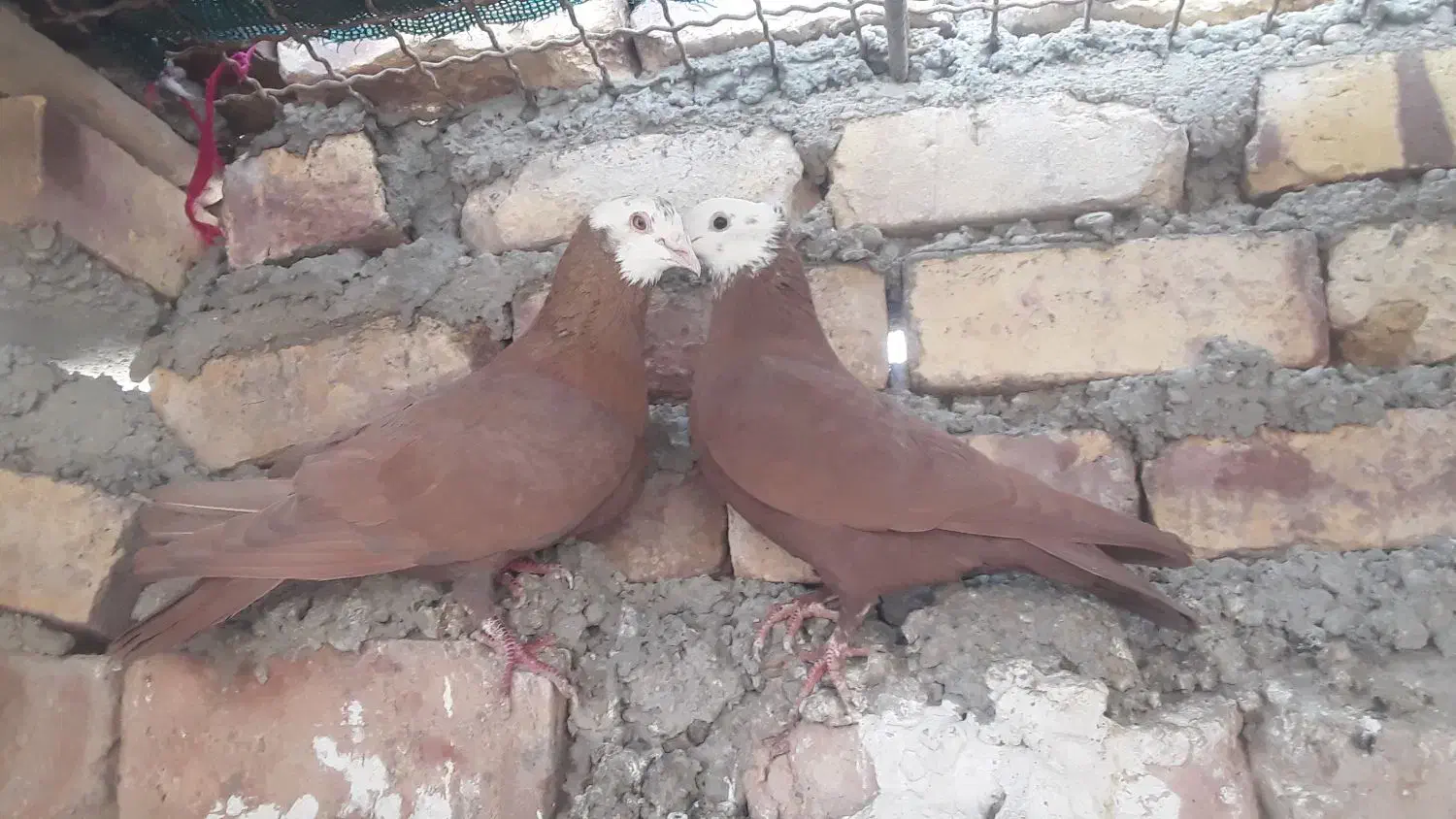 کله‌سفید|حیوانات|زاهدان, |دیوار