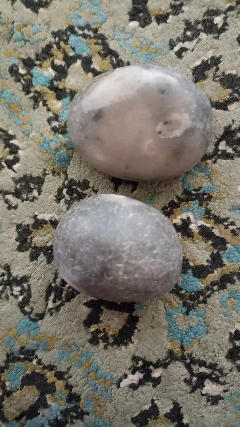 سنگ|کلکسیون اشیاء عتیقه|گنبد کاووس, |دیوار