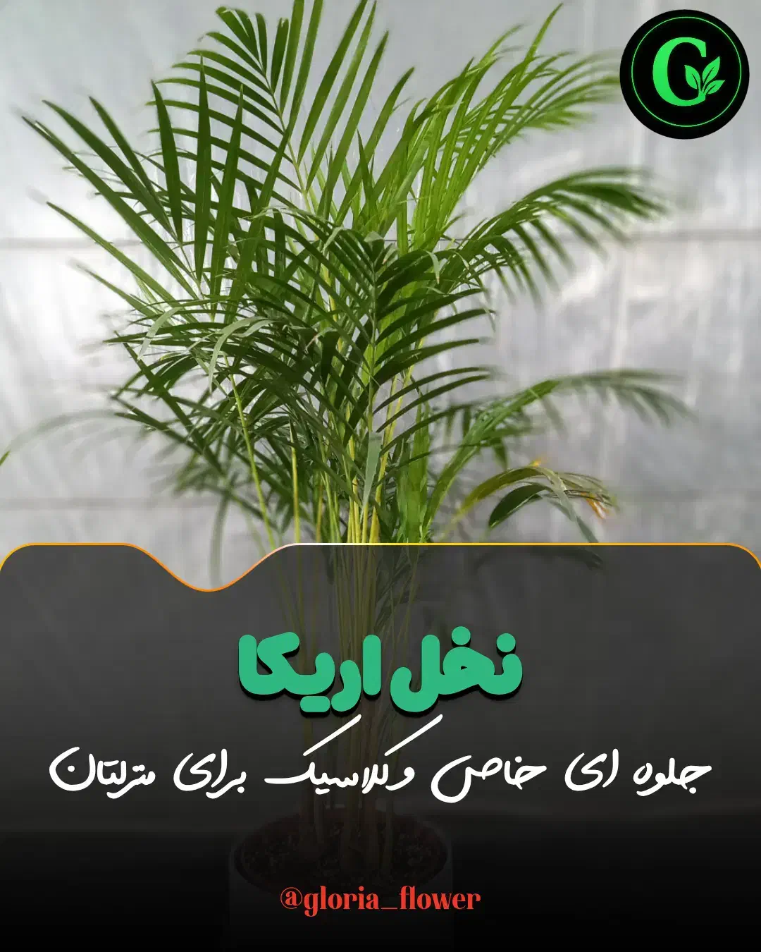 نخل اریکا در گلوریا|گل و گیاه طبیعی|قم, پردیسان|دیوار