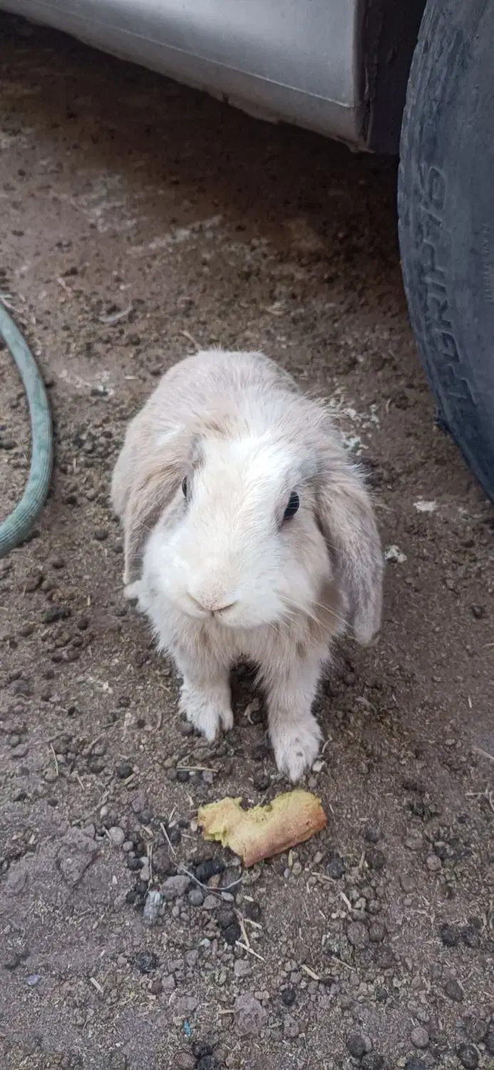 خرگوش مولد لپی هلندی اصل|موش و خرگوش|رفسنجان, |دیوار