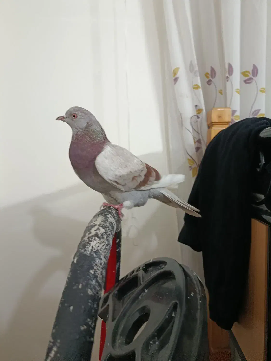 کفتر گمشده|حیوانات|تهران, شهرک رضویه|دیوار