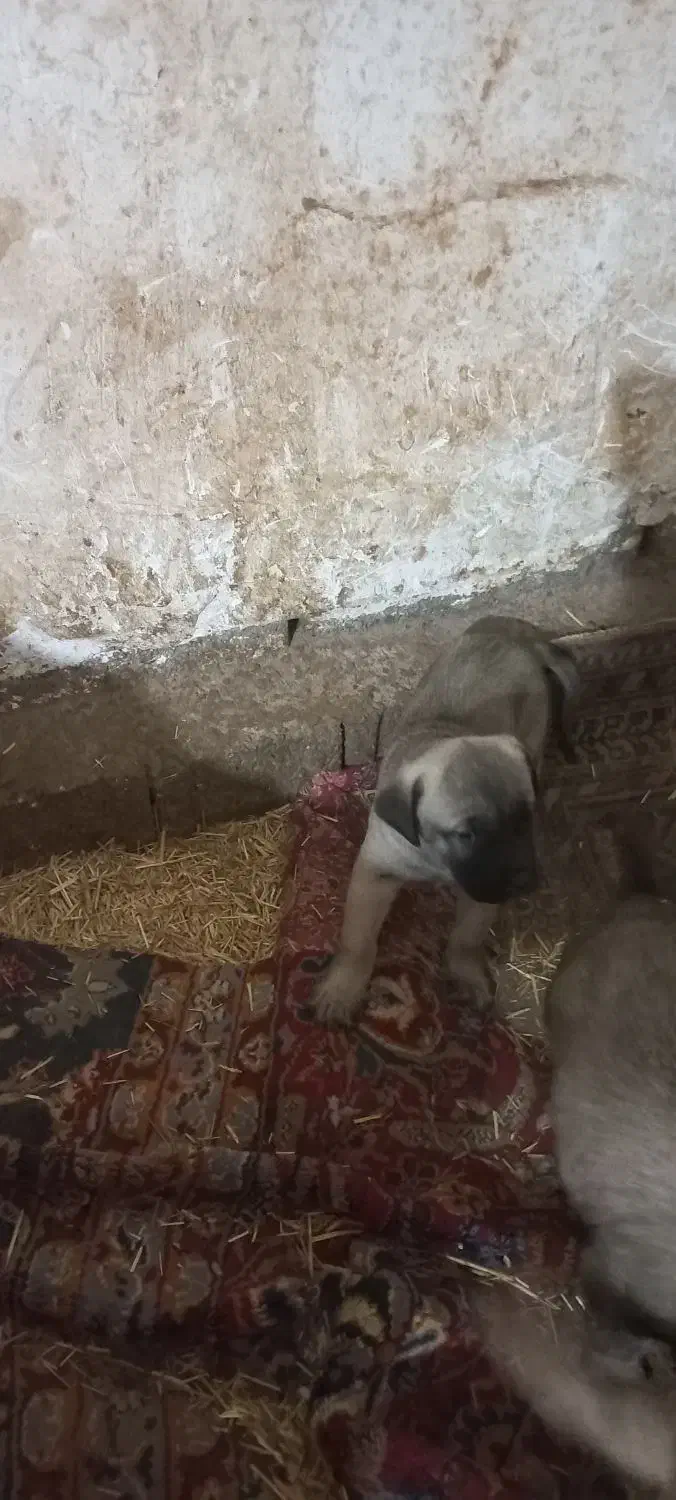 واگذاری سگ|سگ|رفسنجان, |دیوار