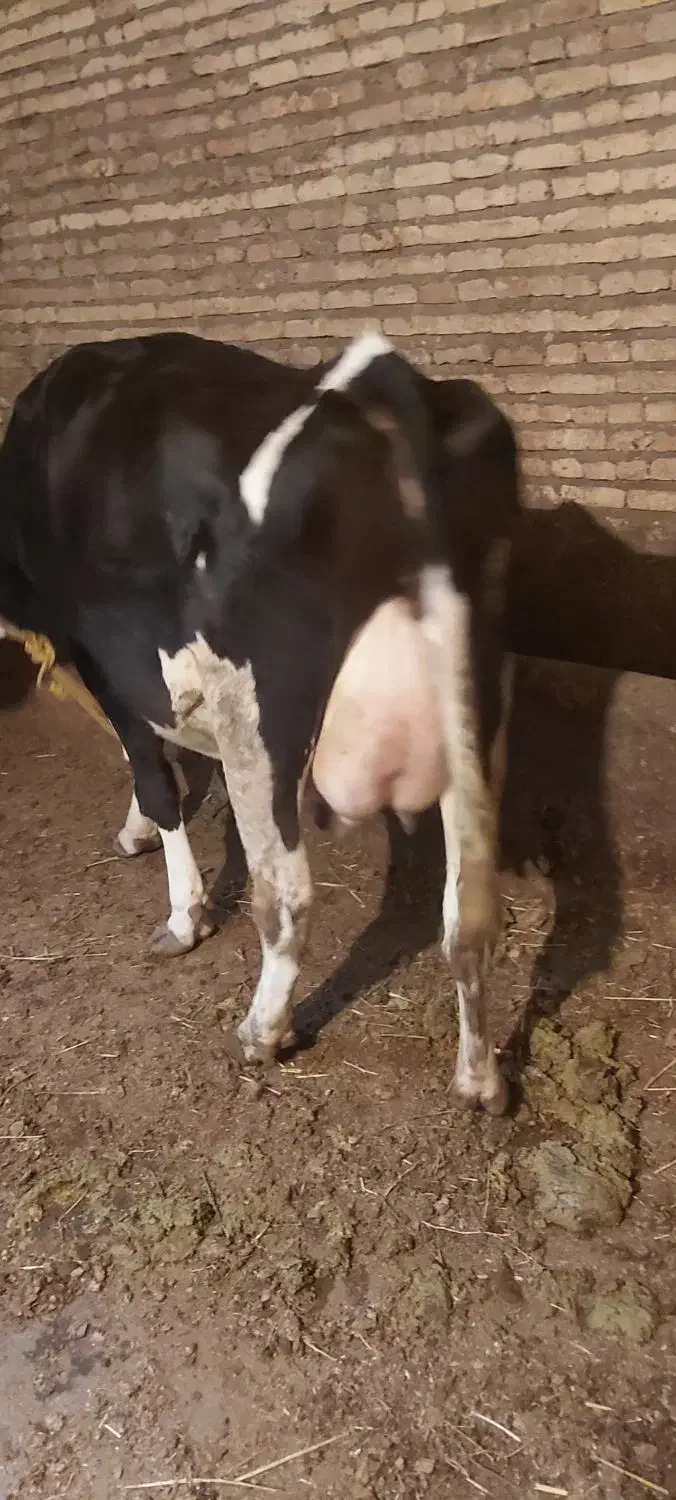 گاو شیری جوان درجه یک  گوساله ندارد|حیوانات مزرعه|سراب, |دیوار