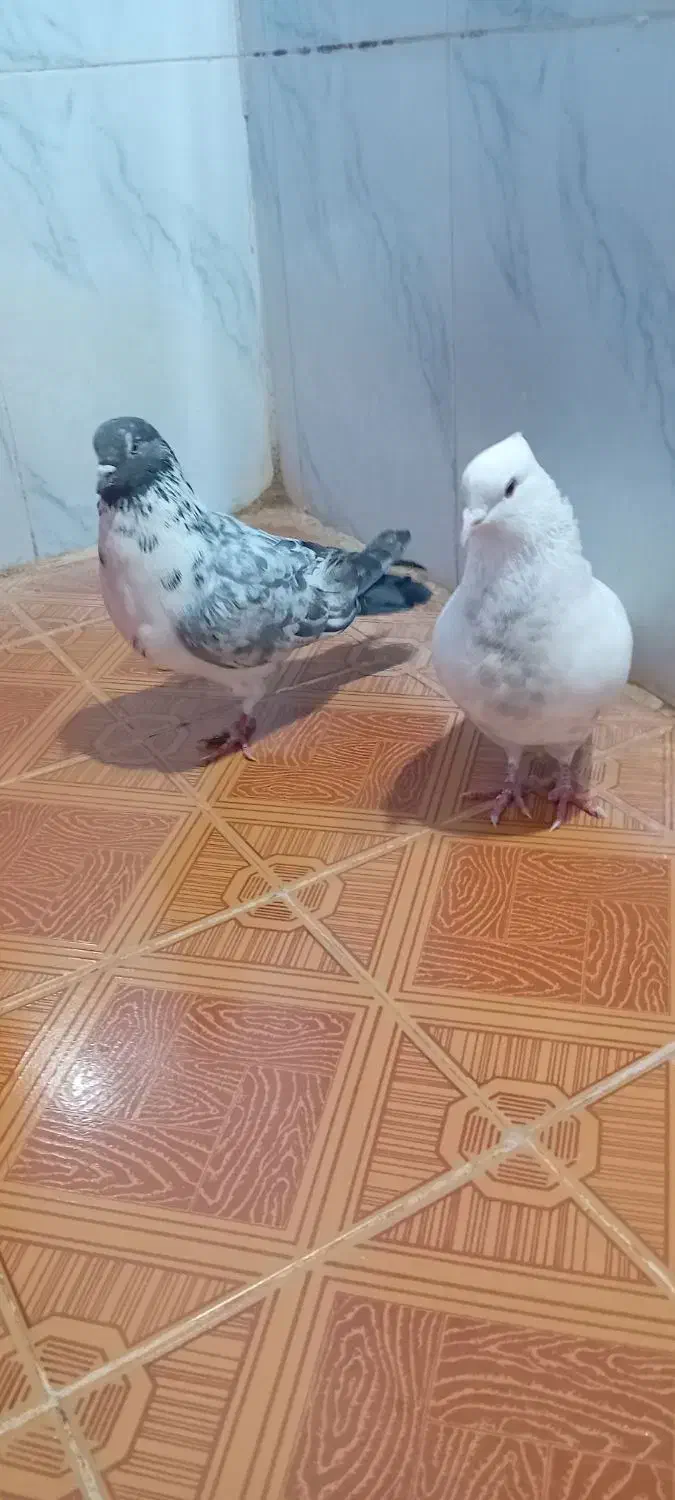 سفید کاکلی|پرنده|دورود, |دیوار