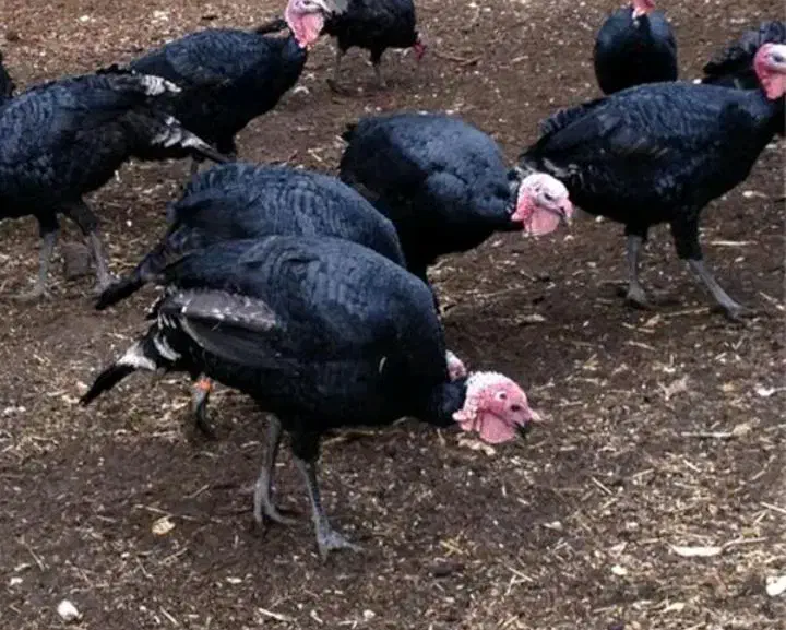 بوقلمون و غاز تخم گذار نر و ماده|حیوانات مزرعه|رودهن, |دیوار