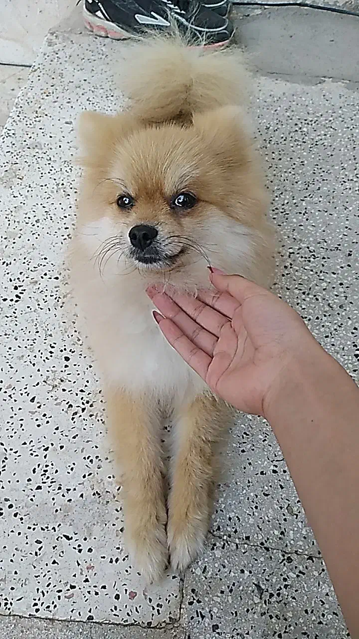 سگ پامرین|سگ|تهران, تهرانپارس شرقی|دیوار