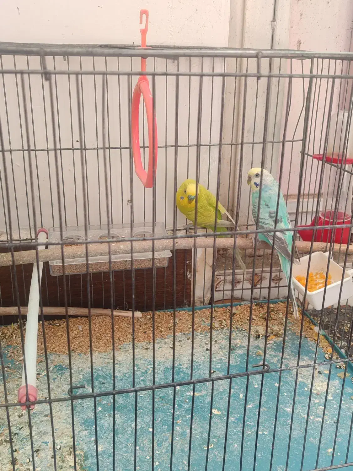 پرنده|پرنده|الشتر, |دیوار