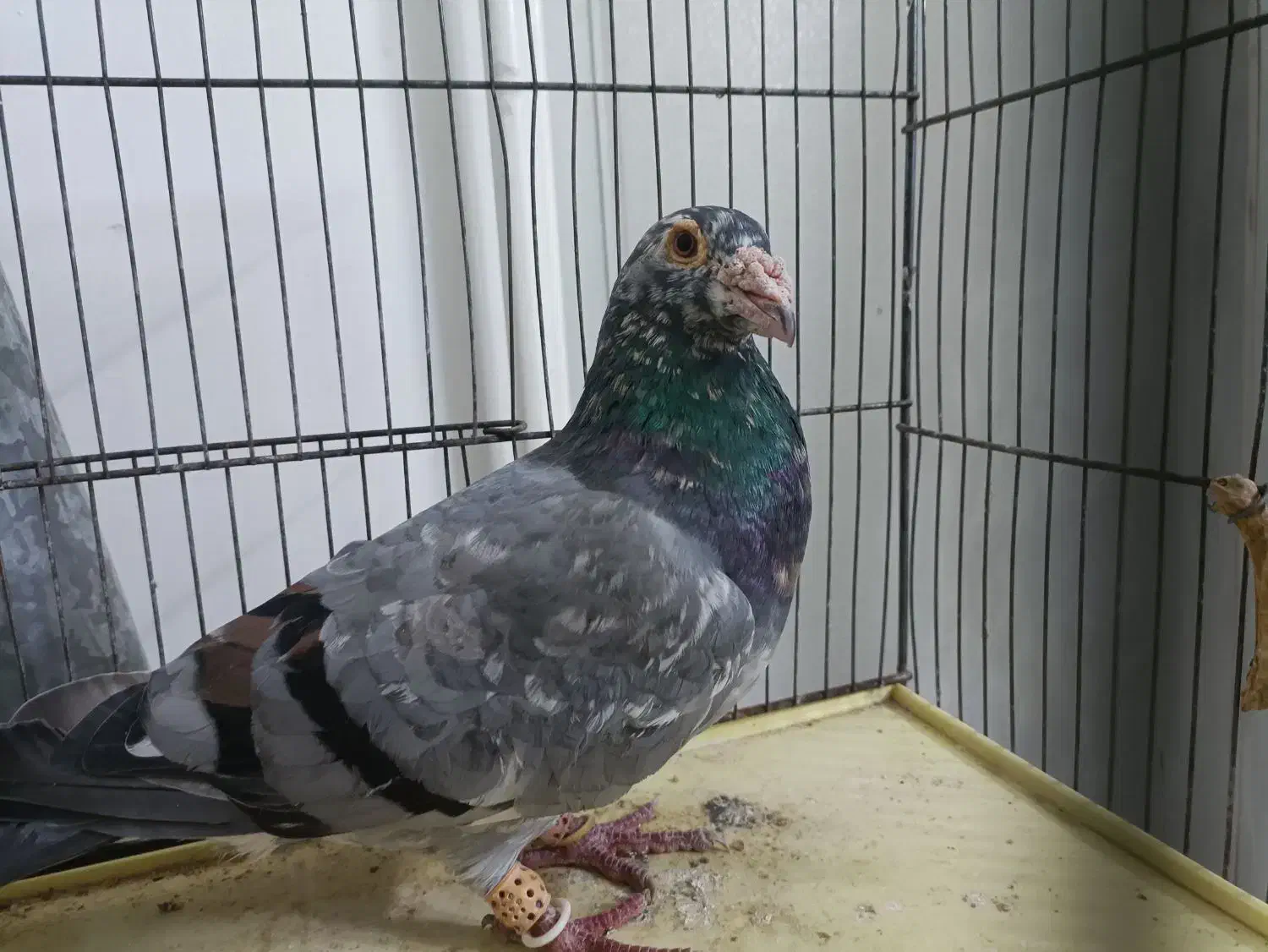 کبوتر کبوت هفت رنگ قواره دار|پرنده|قزوین, |دیوار