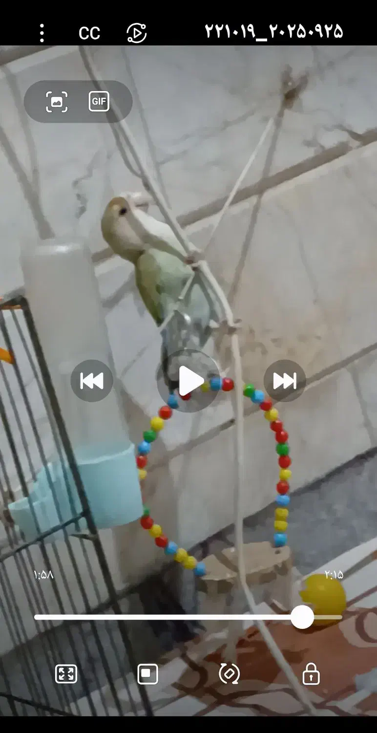 گمشد طوطی کوتوله برزیلی.|پرنده|قم, انصار‌الحسین|دیوار