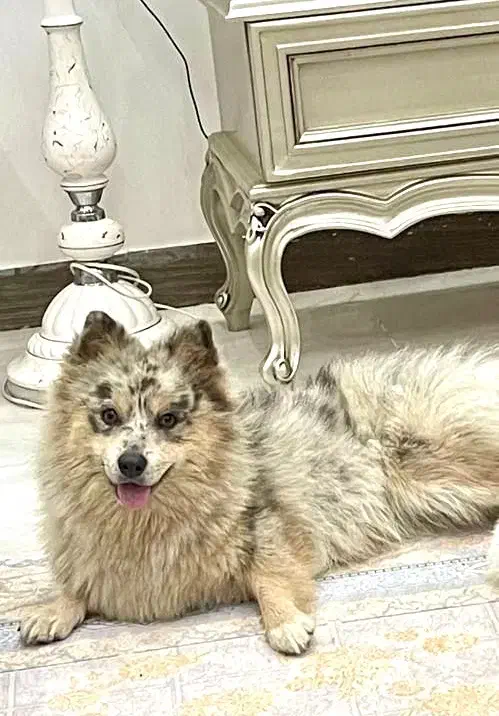 گمشده|حیوانات|لاهیجان, شیشه گران|دیوار