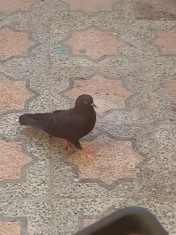 کبوتر|پرنده|بندرعباس, |دیوار