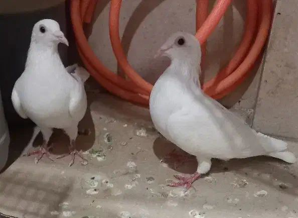 پلاکی اصل|پرنده|تهران, خانی آباد نو جنوبی|دیوار