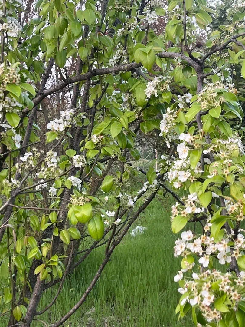 فروش باغ ۱۸ ساله با چاه اب در جاده قدیم کردکوی|فروش زمین و ملک کلنگی|گرگان, |دیوار