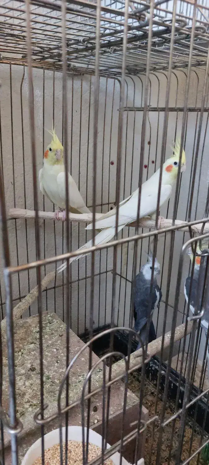 عروس هلندی مولد|پرنده|پیشوا, |دیوار