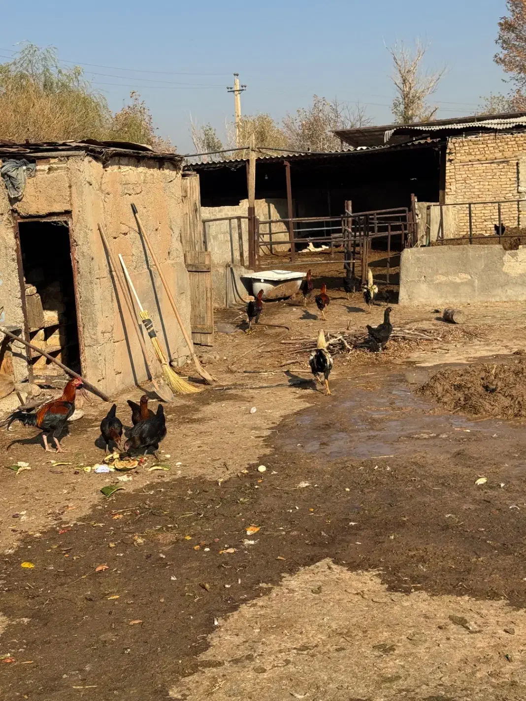 خروس دورگ سالم و سرحال|حیوانات مزرعه|الوند, |دیوار