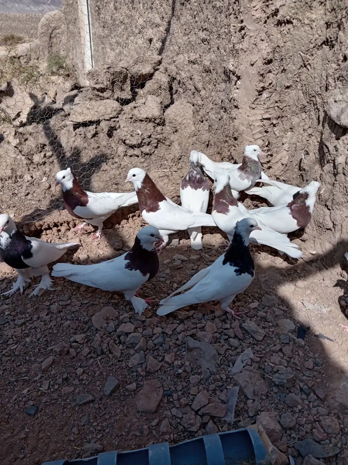 طوق نر و ماده|پرنده|هلالی, |دیوار