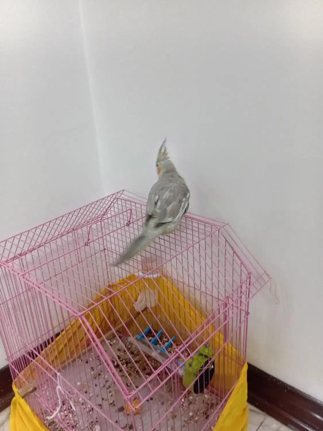 پرنده|پرنده|تهران, خزانه|دیوار