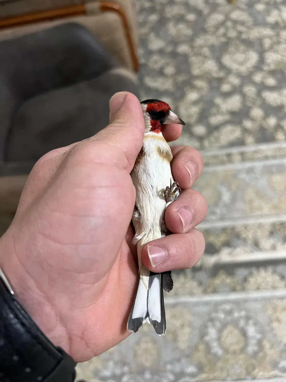 یه جفت سهره سفید|پرنده|کوهدشت, |دیوار