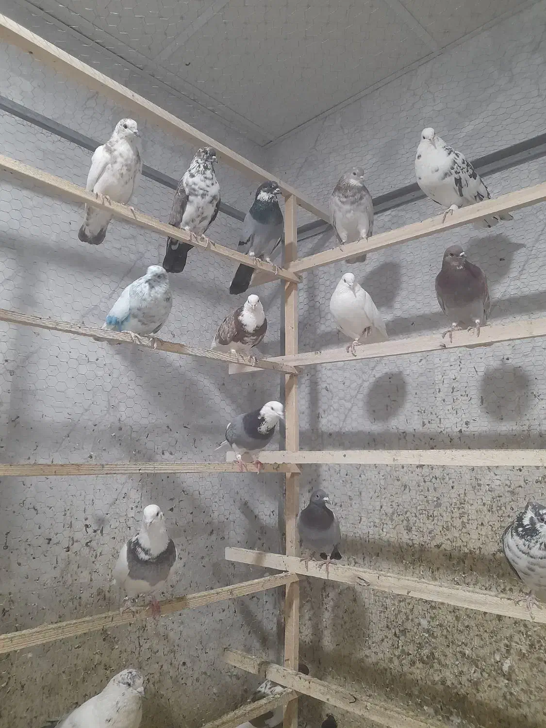 کفتر،کبوتر|پرنده|ساوه, |دیوار