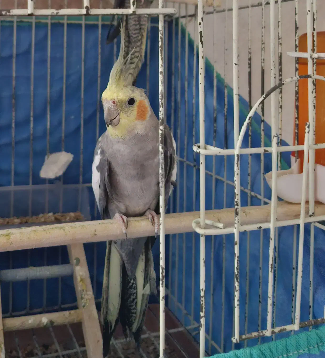 عروس هلندی گمشده|حیوانات|ساوه, |دیوار