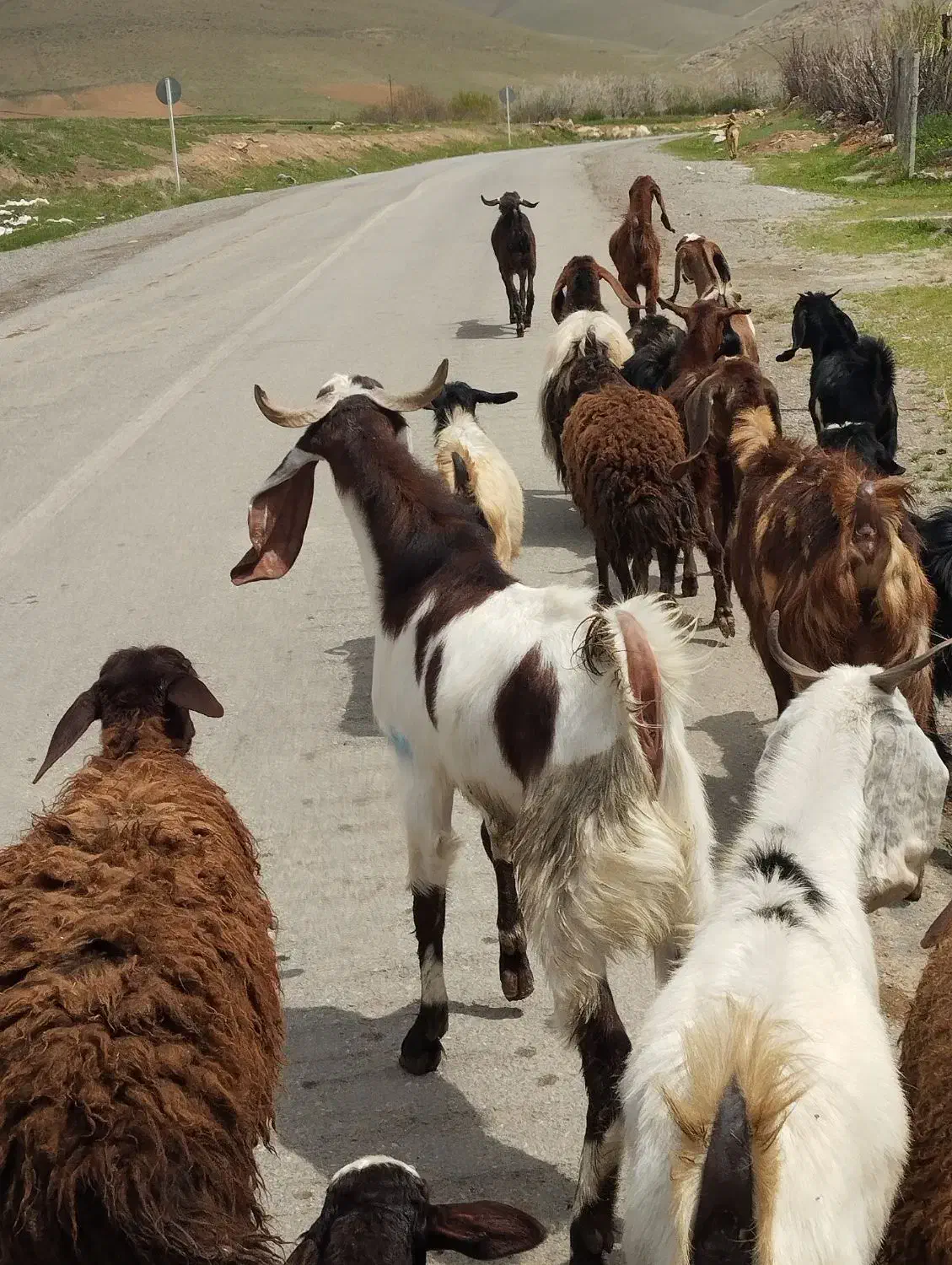 نر بز|حیوانات مزرعه|کنگاور, |دیوار