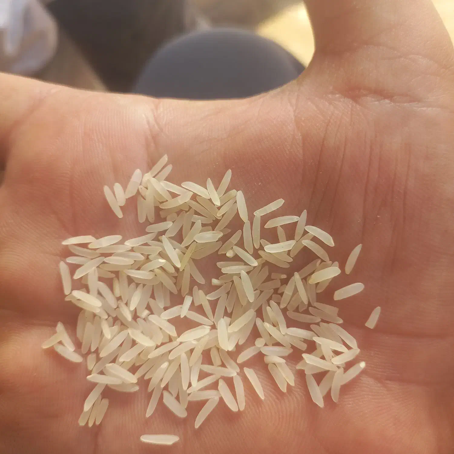 برنج|خوردنی و آشامیدنی|سنگدوین, |دیوار