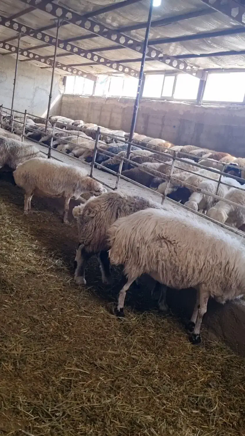 کارگر جوان برای دامداری|استخدام صنعتی، فنی، مهندسی|بستان آباد, |دیوار