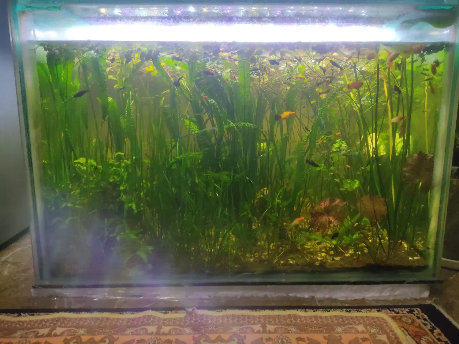 فروش اکواریوم با تمام وسایلاش|ماهی|نقده, |دیوار