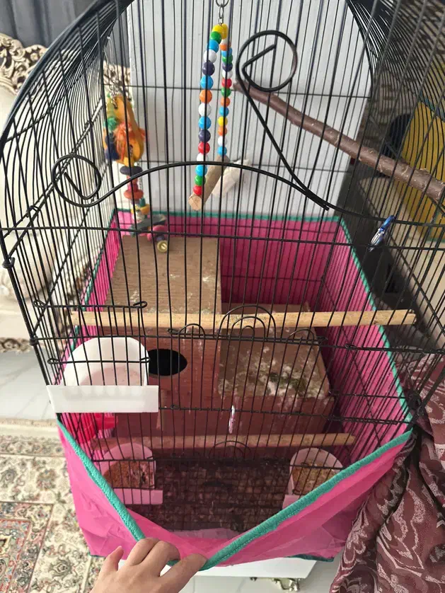 طوطی گرینچیک|پرنده|آستارا, |دیوار