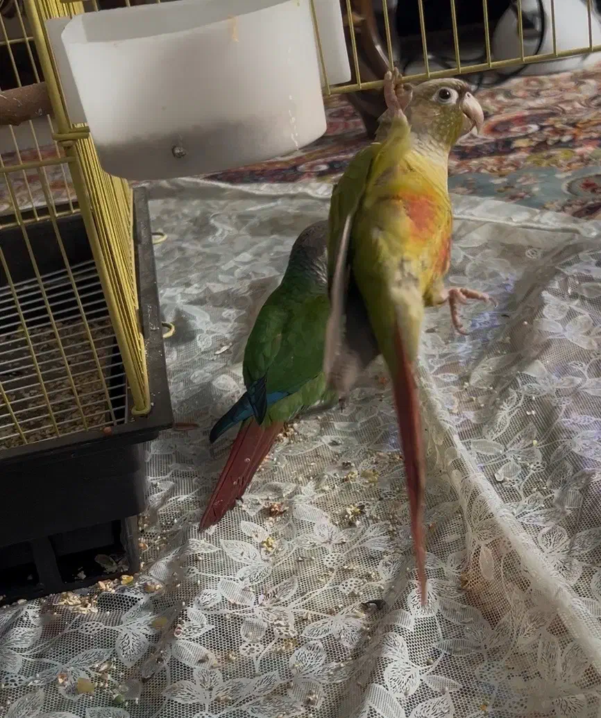 یک جفت پرنده گرینچیک|پرنده|ری, شهرری|دیوار