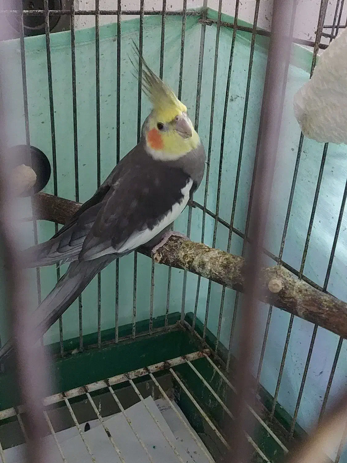 عروس هلندی|پرنده|بندرعباس, |دیوار