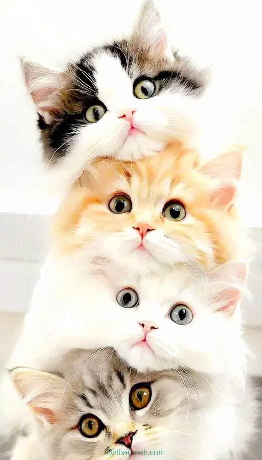 گربه گمشده|گربه|زنجان, |دیوار