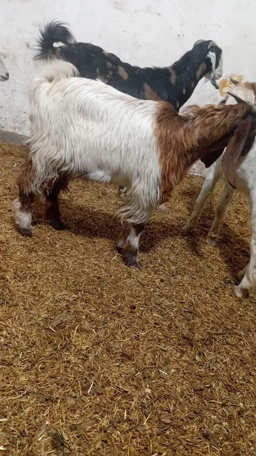 بز چنبیش|حیوانات مزرعه|کارون, |دیوار