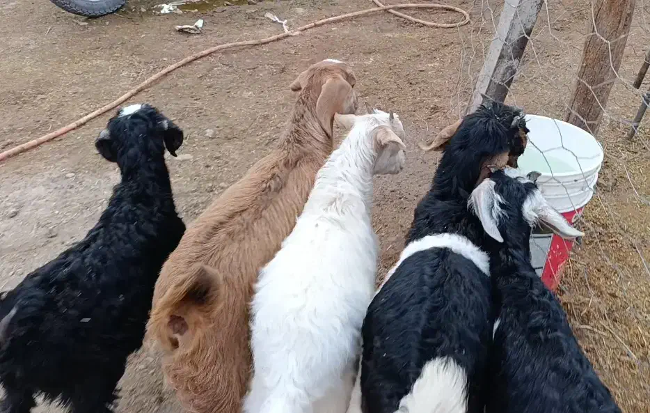 5راس بزغاله نژاد دار برای نگهداری|حیوانات مزرعه|کرج, فاز ۲ مهرشهر|دیوار