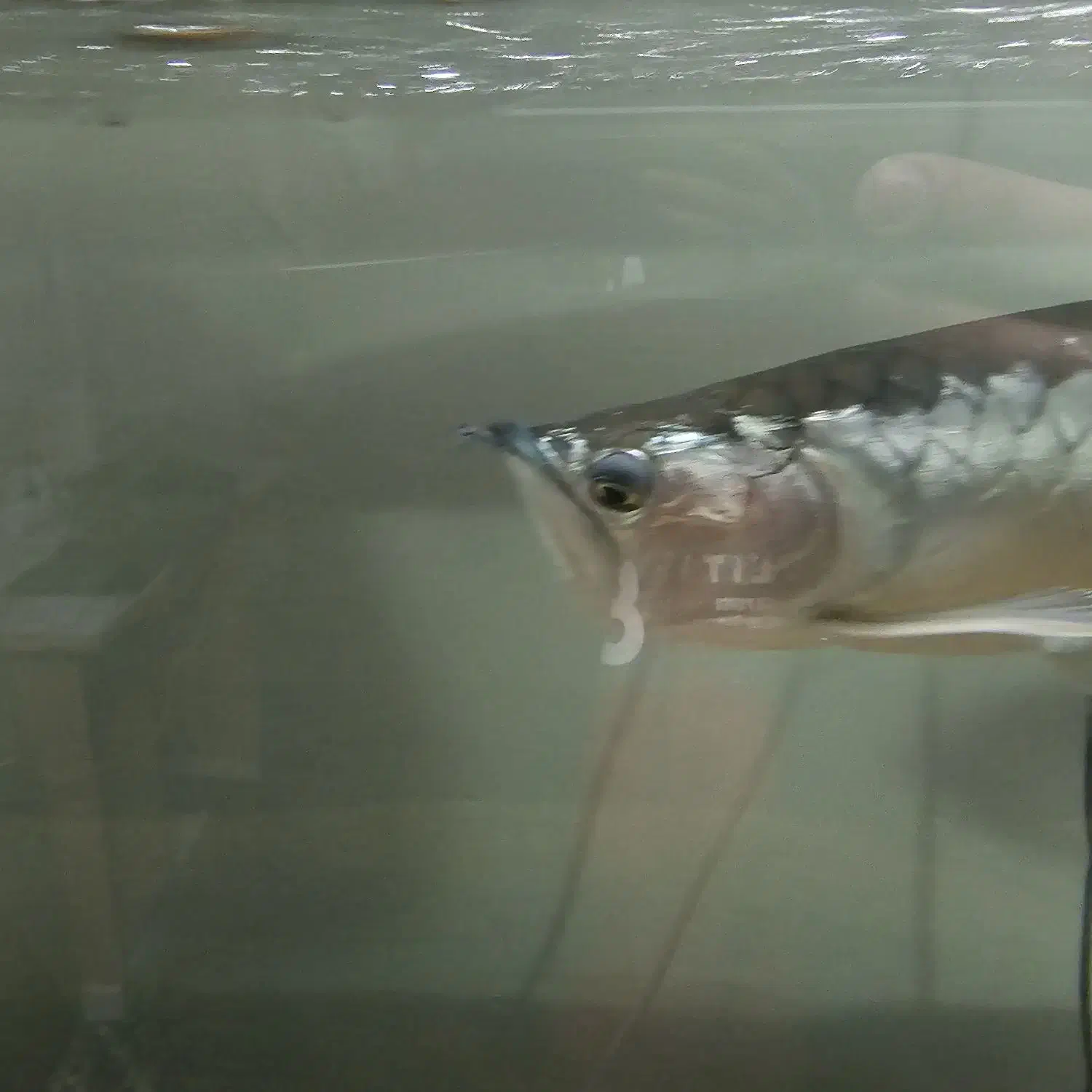 آروانا سیلور|ماهی|اصفهان, سروستان|دیوار