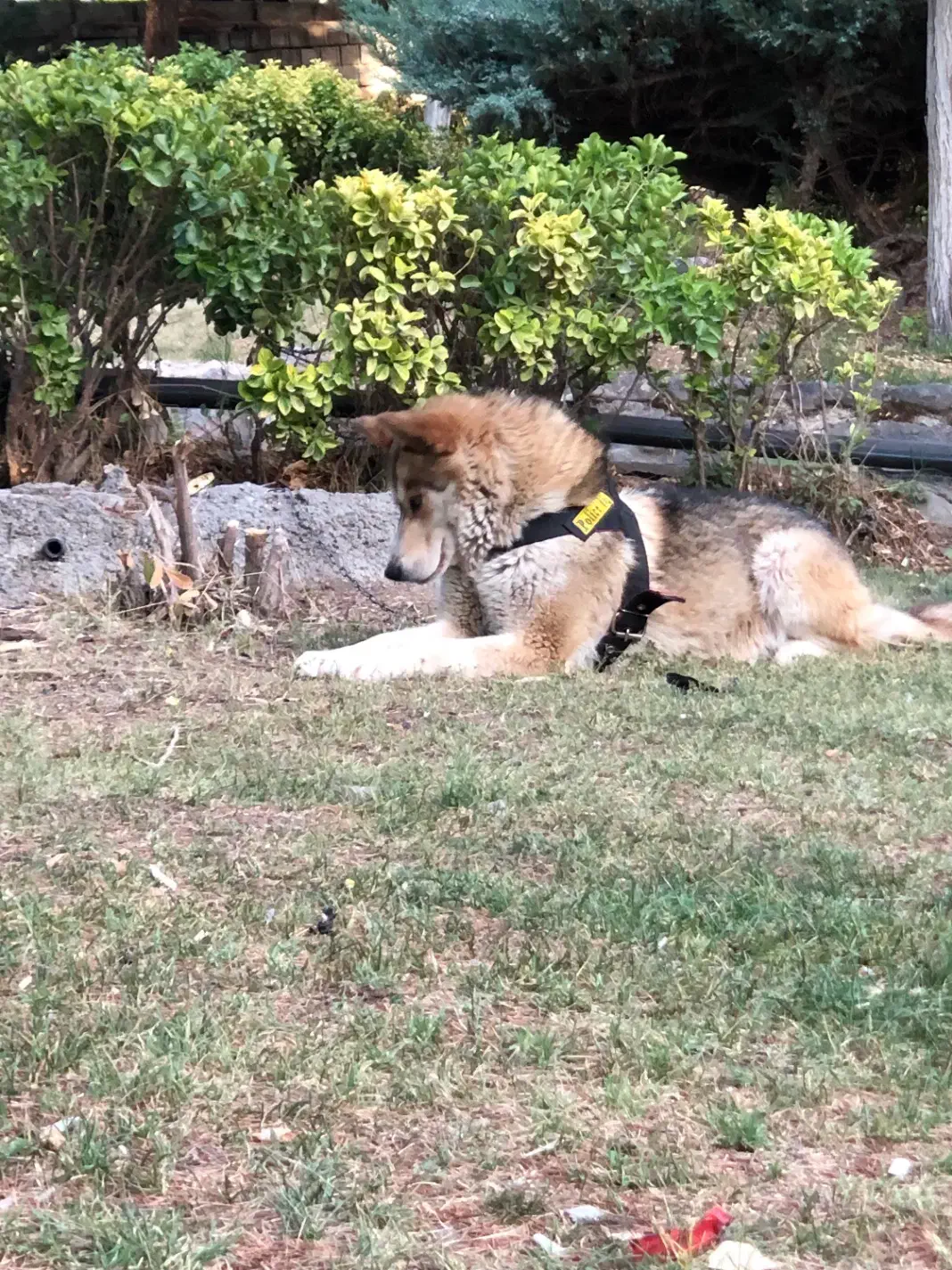 واگذاری سگ|سگ|رودهن, |دیوار