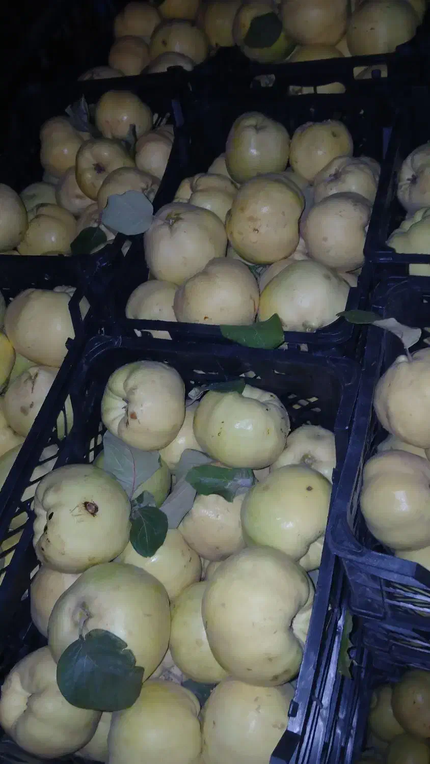 به درجه یک|خوردنی و آشامیدنی|شیراز, لاله|دیوار