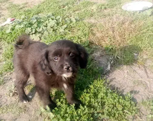 فروش 4سگ پاکوتاه|سگ|فریدون‌کنار, |دیوار