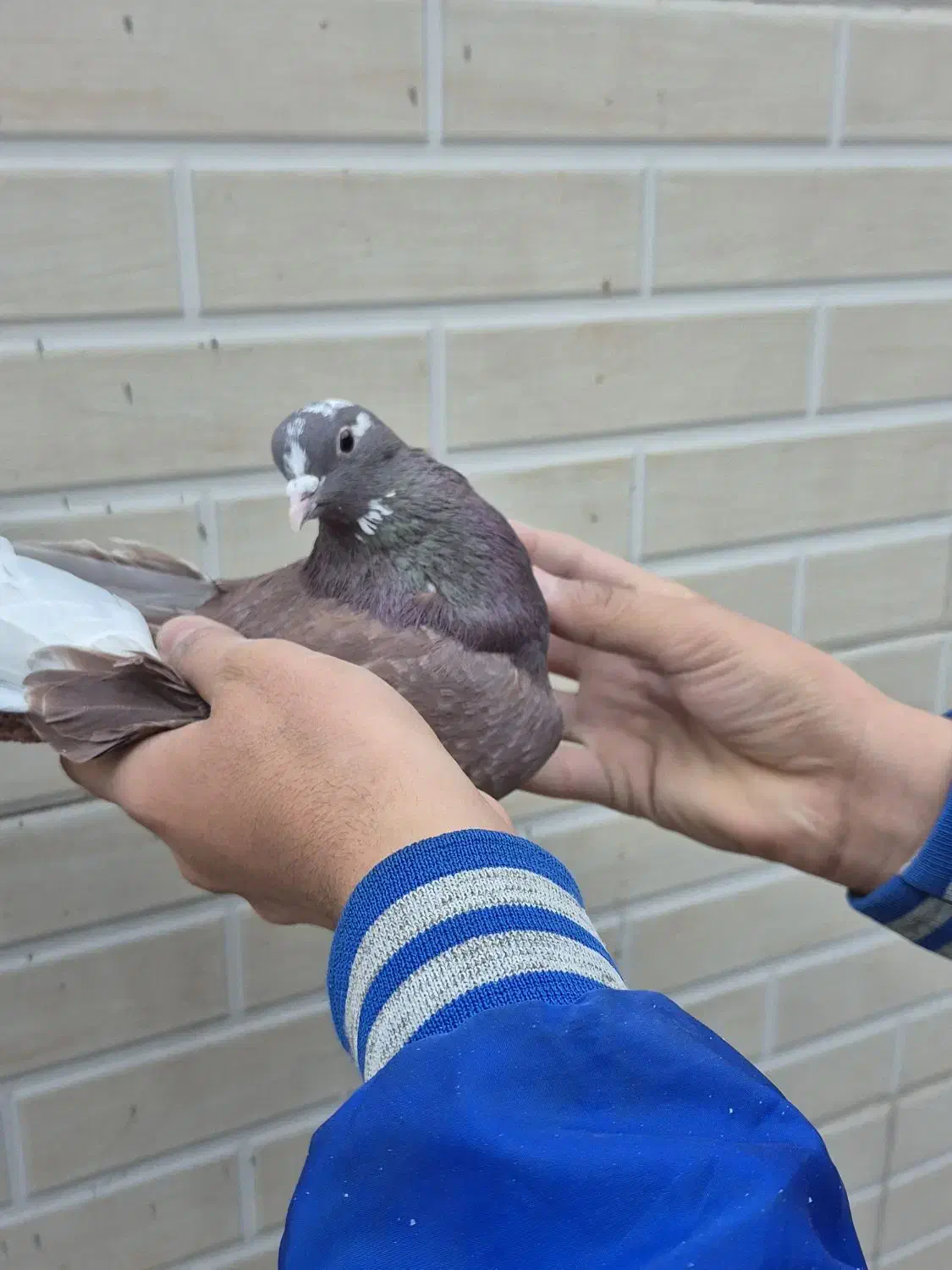 کبوتر تهرانی|پرنده|مبارکه, |دیوار