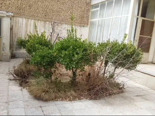 خدمات باغبانی.ویلا و باغچه...|خدمات باغبانی و درختکاری|نجف‌آباد, هفده شهریور|دیوار